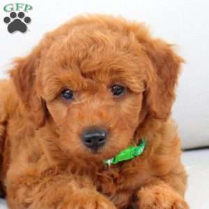 Aspen, Mini Goldendoodle Puppy