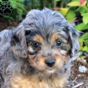 Aspen, Mini Aussiedoodle Puppy