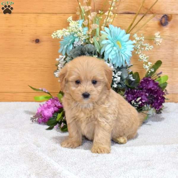 Aspen, Maltipoo Puppy