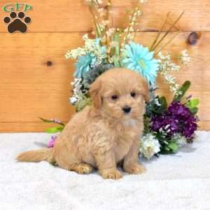 Aspen, Maltipoo Puppy