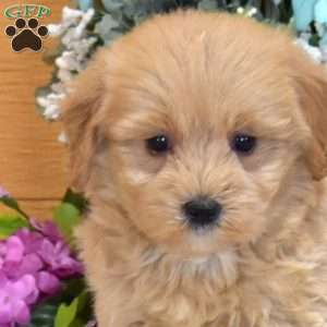 Aspen, Maltipoo Puppy