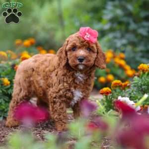 Aspen, Cavapoo Puppy