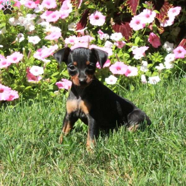 Astrid, Miniature Pinscher Puppy