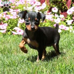 Astrid, Miniature Pinscher Puppy