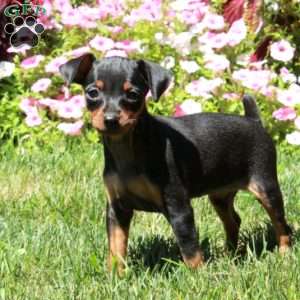 Astrid, Miniature Pinscher Puppy