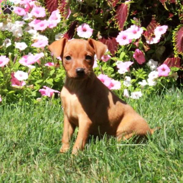 Athena, Miniature Pinscher Puppy