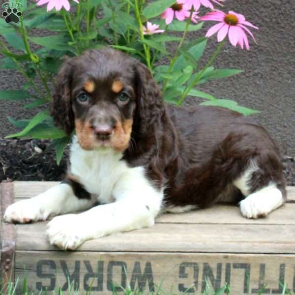 Athena, English Springer Spaniel Puppy