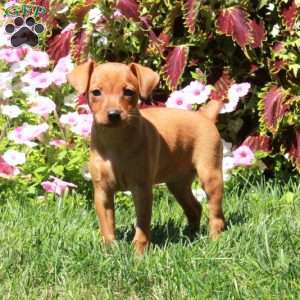 Athena, Miniature Pinscher Puppy