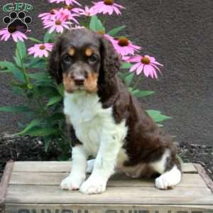 Athena, English Springer Spaniel Puppy