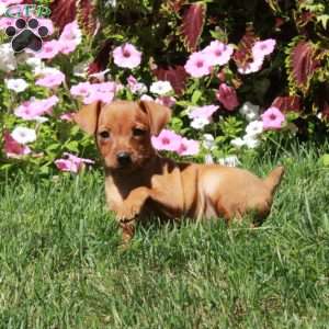 Athena, Miniature Pinscher Puppy