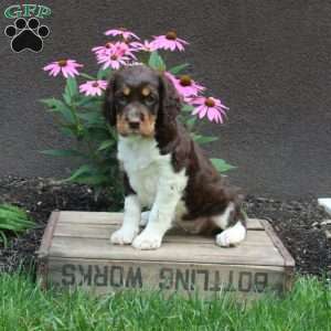 Athena, English Springer Spaniel Puppy