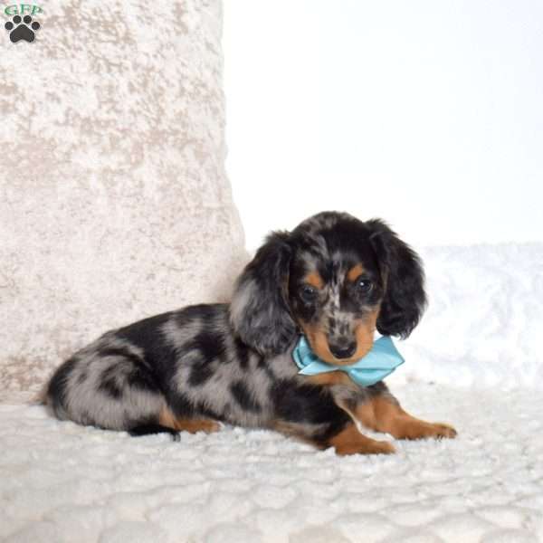 Atlas, Dachshund Puppy