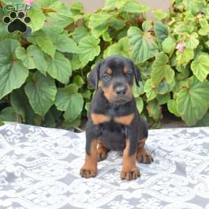Atlas, Doberman Pinscher Puppy