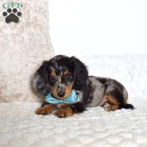 Atlas, Dachshund Puppy