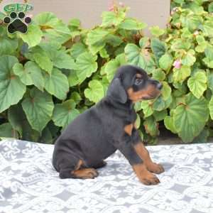 Atlas, Doberman Pinscher Puppy