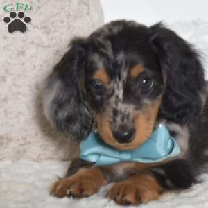 Atlas, Dachshund Puppy