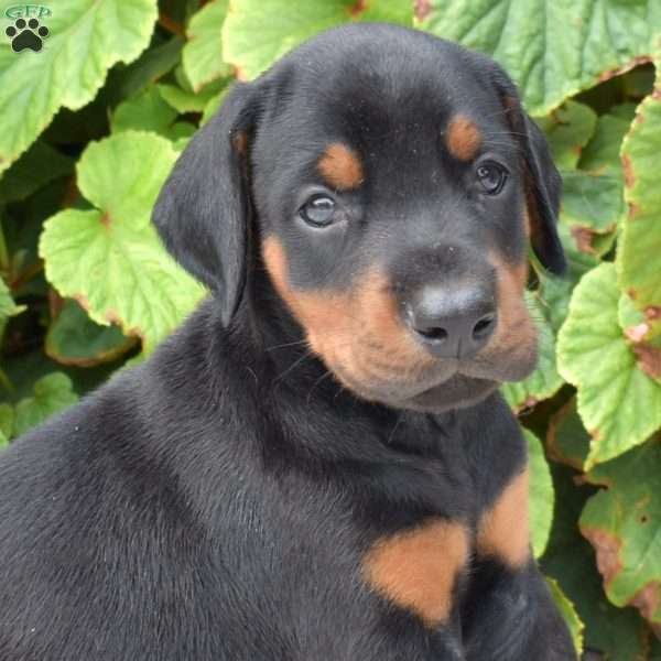 Atlas, Doberman Pinscher Puppy
