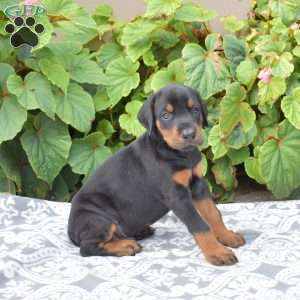 Atlas, Doberman Pinscher Puppy