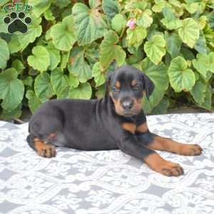 Atlas, Doberman Pinscher Puppy