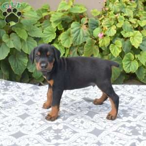 Atlas, Doberman Pinscher Puppy
