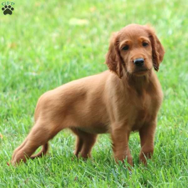 Audrey, Irish Setter Puppy