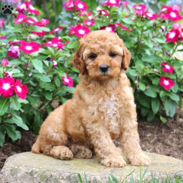 Audrey, Miniature Poodle Puppy