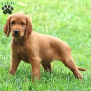 Audrey, Irish Setter Puppy