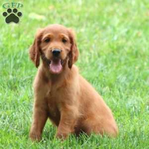 Audrey, Irish Setter Puppy