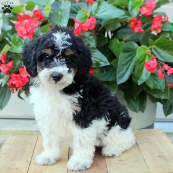 August, Mini Bernedoodle Puppy