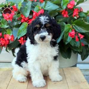 August, Mini Bernedoodle Puppy