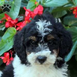 August, Mini Bernedoodle Puppy