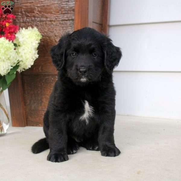 Austni, Bernese Mountain Dog Mix Puppy