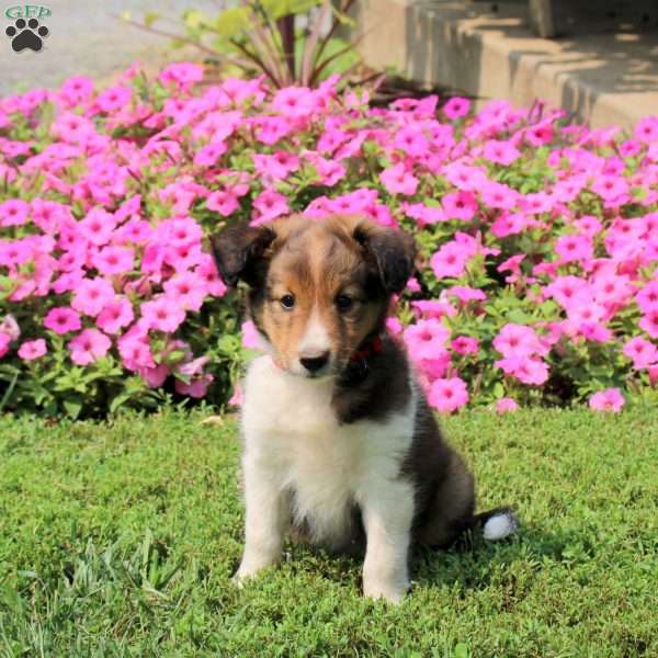 Austin, Sheltie Puppy