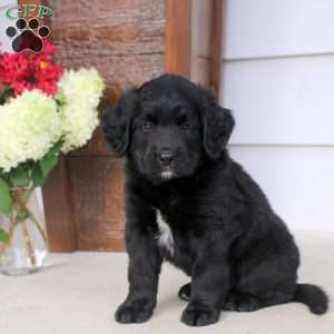 Austni, Bernese Mountain Dog Mix Puppy