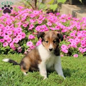 Austin, Sheltie Puppy