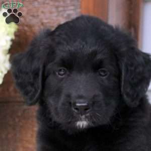 Austni, Bernese Mountain Dog Mix Puppy