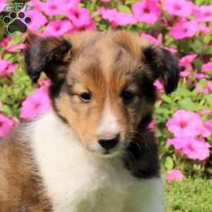 Austin, Sheltie Puppy