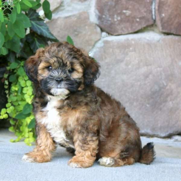 Austin, Shih-Poo Puppy