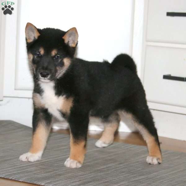 Austin, Shiba Inu Puppy