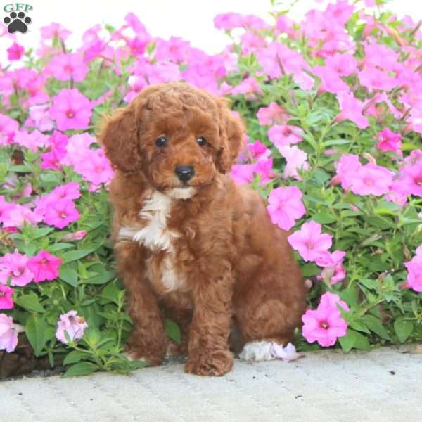 Austin, Miniature Poodle Puppy