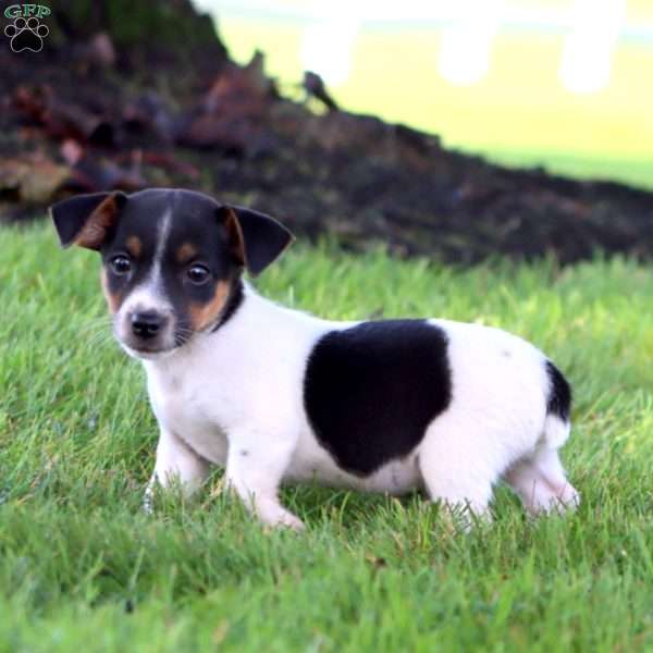 Austin, Jack Russell Terrier Puppy