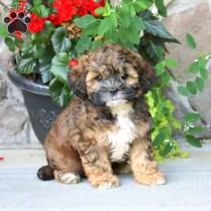 Austin, Shih-Poo Puppy