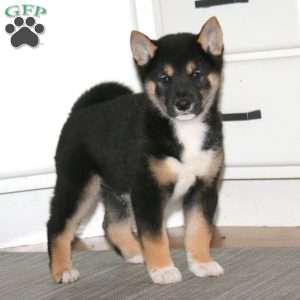 Austin, Shiba Inu Puppy