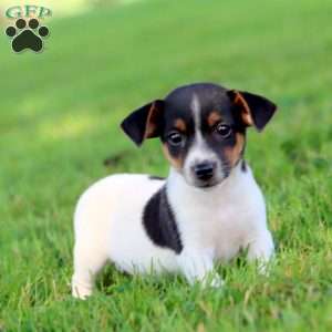 Austin, Jack Russell Terrier Puppy