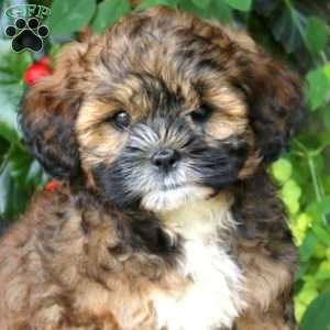 Austin, Shih-Poo Puppy
