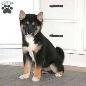 Austin, Shiba Inu Puppy