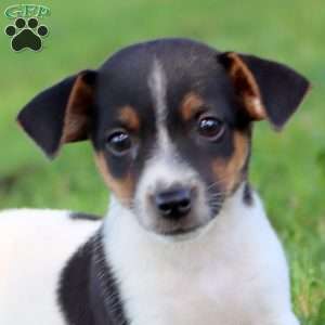 Austin, Jack Russell Terrier Puppy