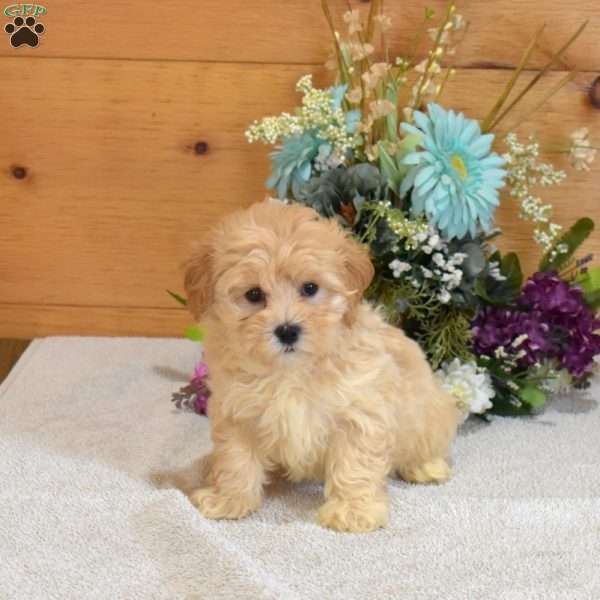 Autumn, Maltipoo Puppy