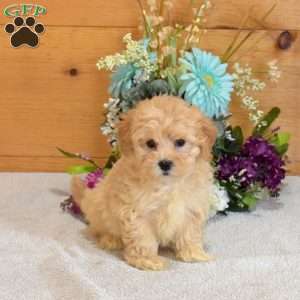 Autumn, Maltipoo Puppy