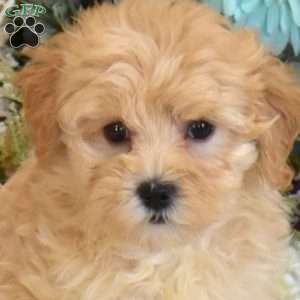 Autumn, Maltipoo Puppy